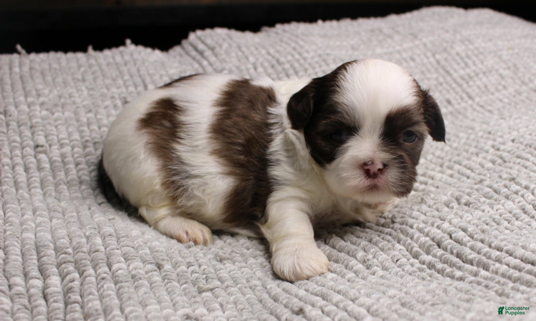 Shih Tzu dogs for sale: Erinie - Ad 4