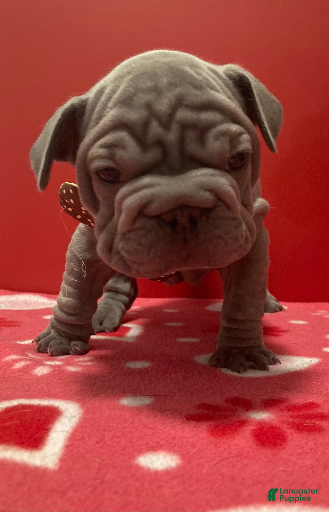 French Bulldog dogs for sale: Hercules - Ad 5