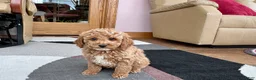 Cavapoo dogs for sale: Cavapoo male Puppy 1 - Ad 2