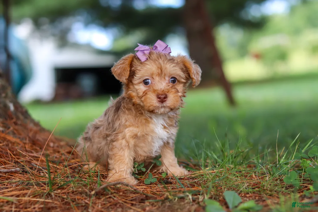 Yorkiepoo dogs for sale: Zoey - Ad 6