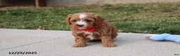 Cavapoo dogs for sale: Elliot - Ad 4