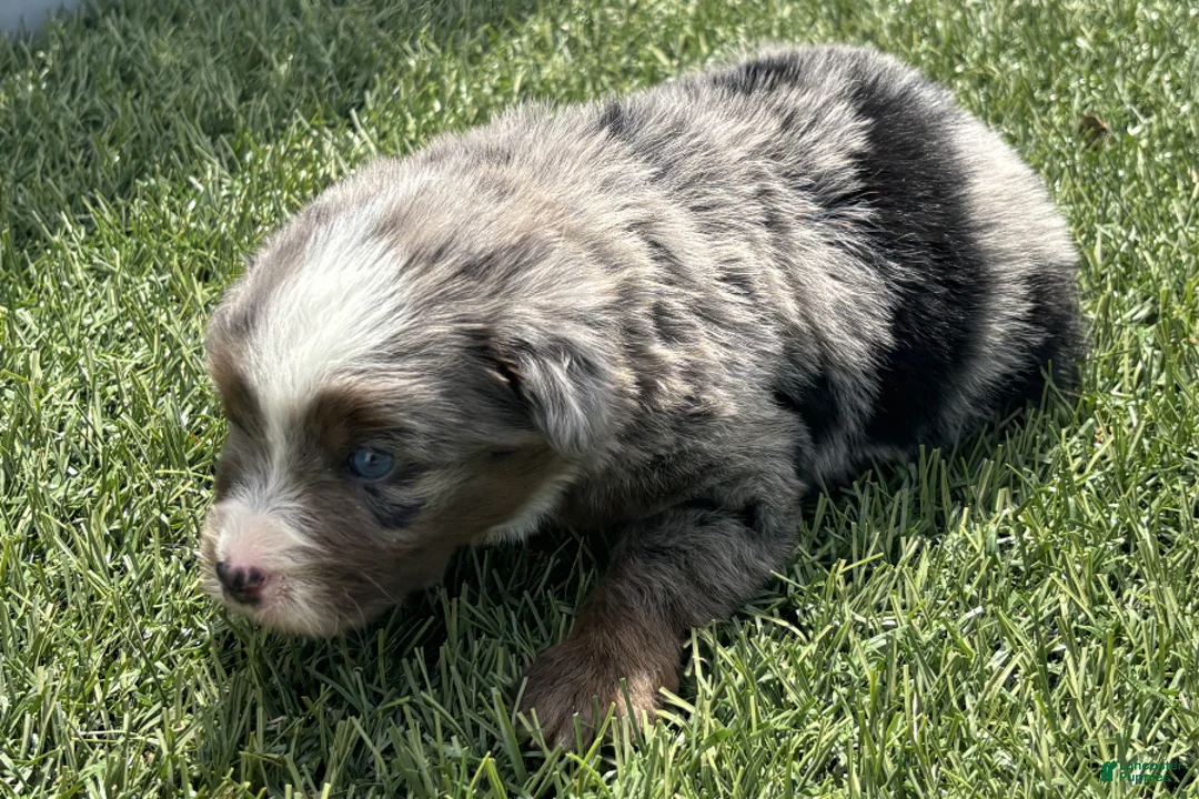 Mini Bernedoodle dogs for sale: Bailey - Ad 2