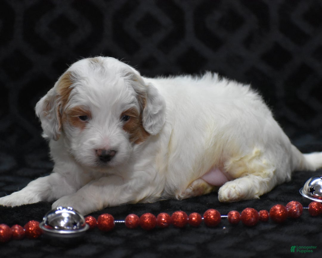Mini Goldendoodle dogs for sale: Gordy - Ad 7