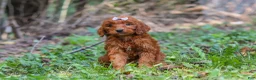 Goldendoodle dogs for sale: Chloe - Ad 6