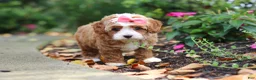 Cavapoo dogs for sale: Vivian - Ad 5
