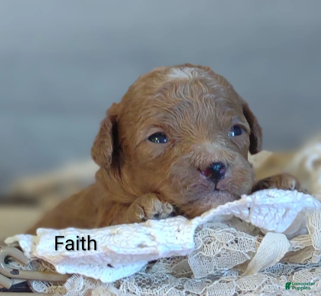 Shihpoo dogs for sale: Faith - Ad 1