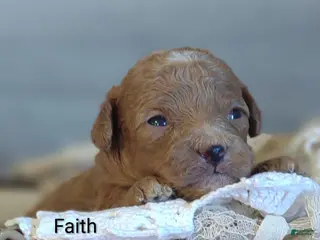 Shihpoo dogs Faith - Ad 10