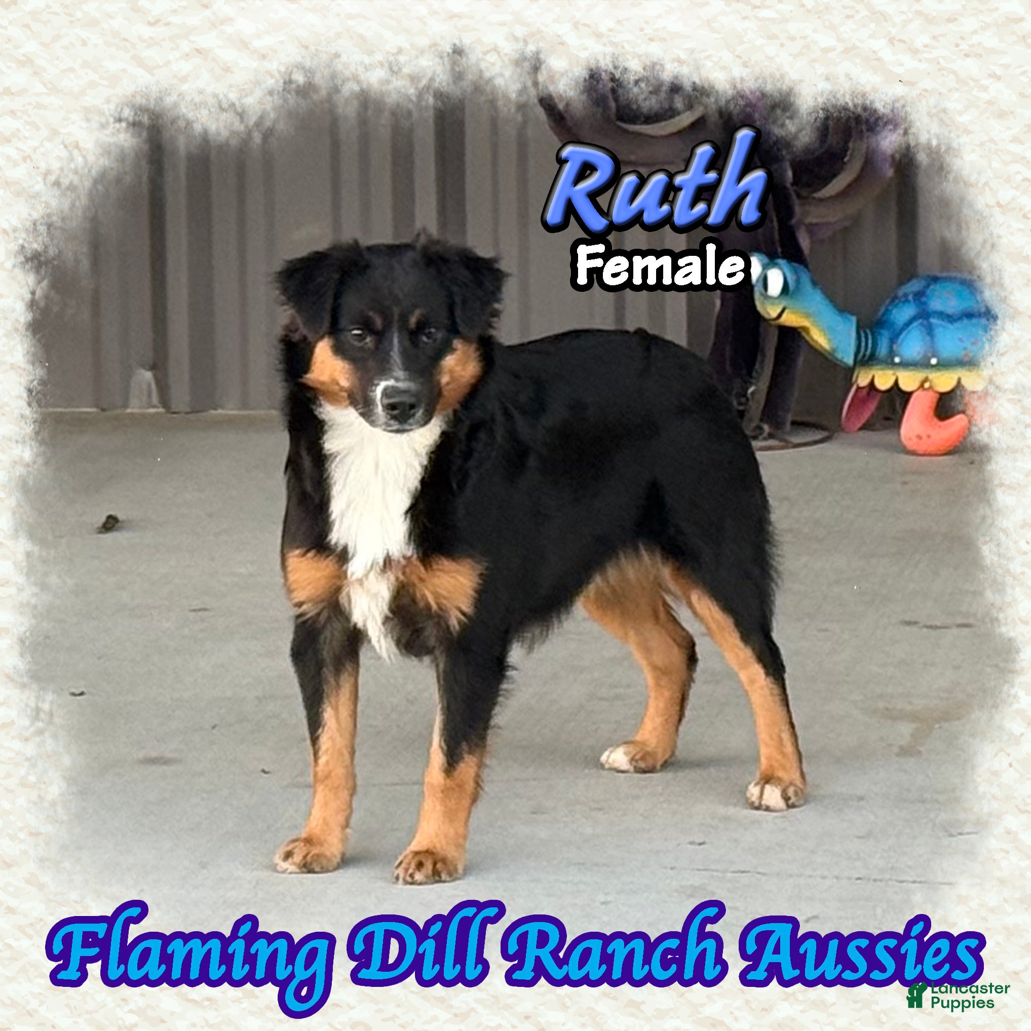 Miniature Australian Shepherd dogs for sale: Ruth - Ad 1