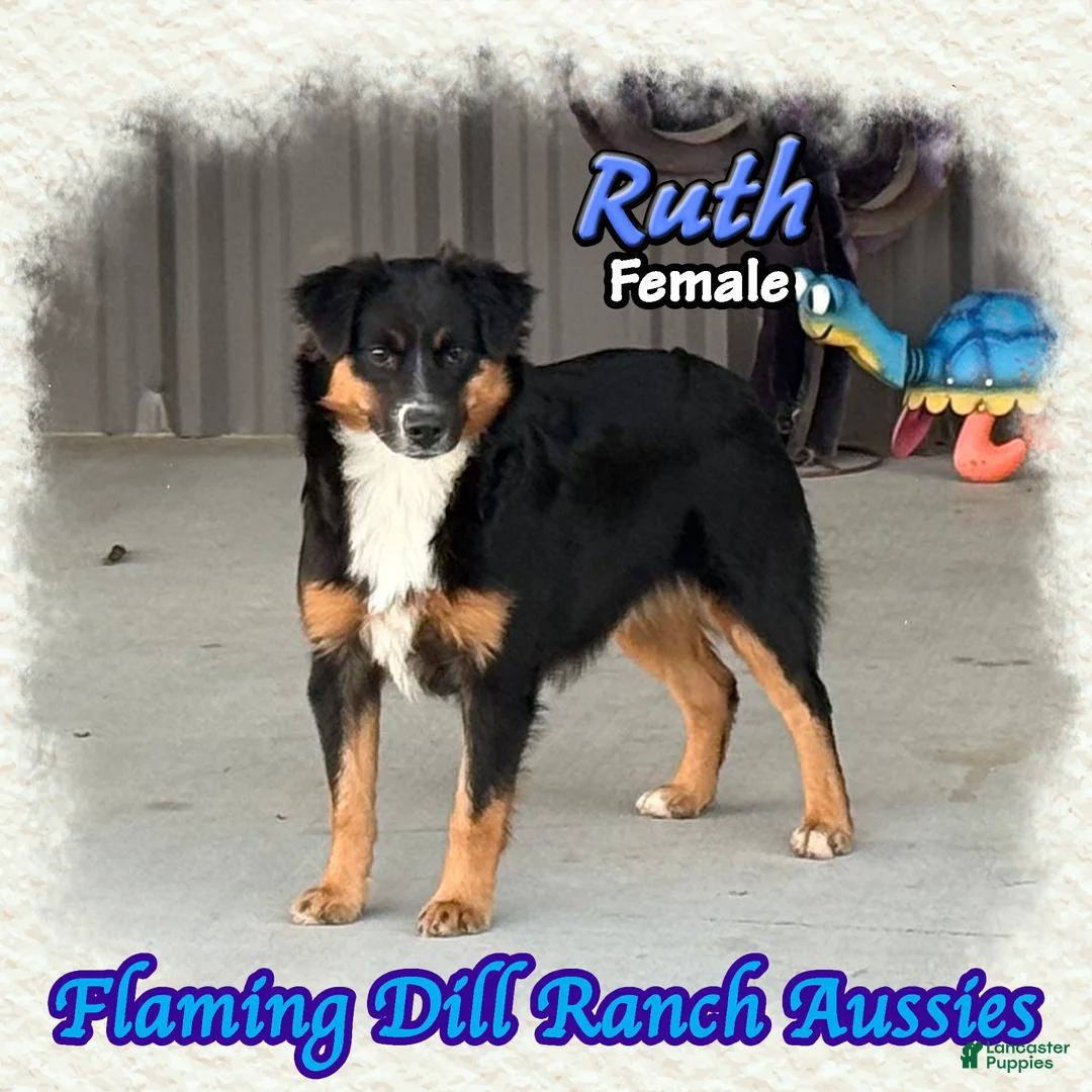 Miniature Australian Shepherd dogs for sale: Ruth - Ad 1