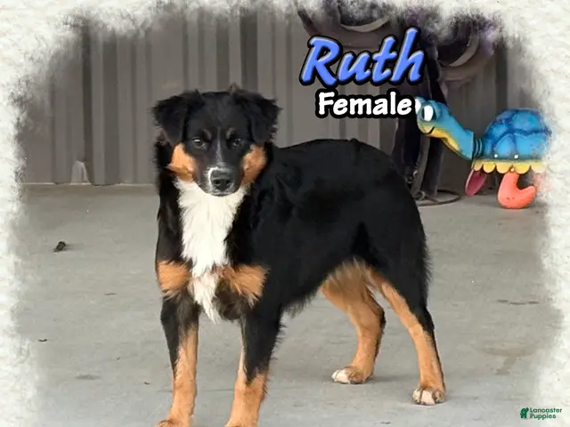 Miniature Australian Shepherd dogs for sale: Ruth - Ad 1