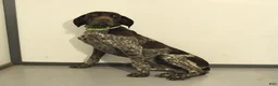 German Shorthaired Pointer dogs for sale: Trudy - Ad 7