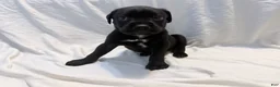 Cane Corso dogs for sale: Crowley AKC yellow/orange collar - Ad 16