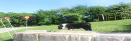 Australian Shepherd dogs for sale: Australian Shepherd Puppy 1 - Ad 7