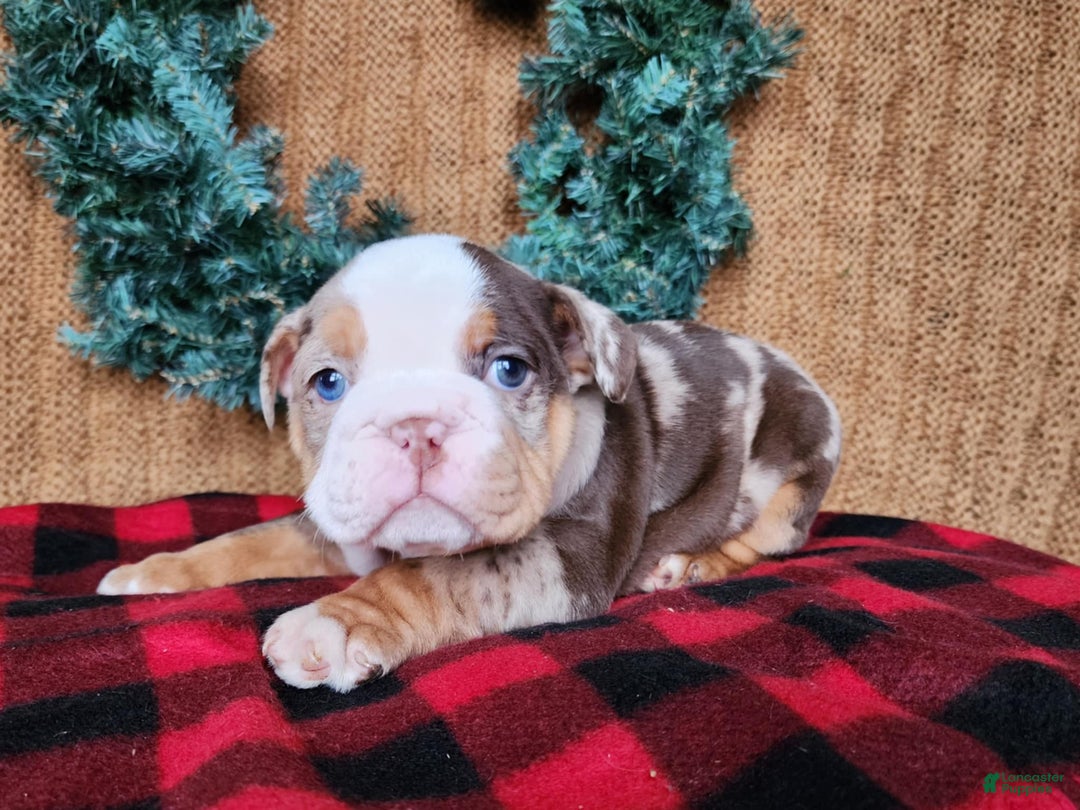 English Bulldog dogs for sale: Forrest - Ad 10