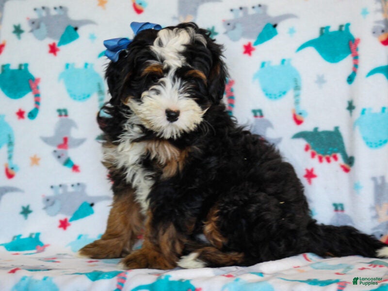 Mini Bernedoodle dogs for sale: Abner - Ad 2