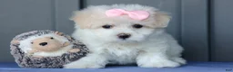 Maltese dogs for sale: OLENNA - Ad 19