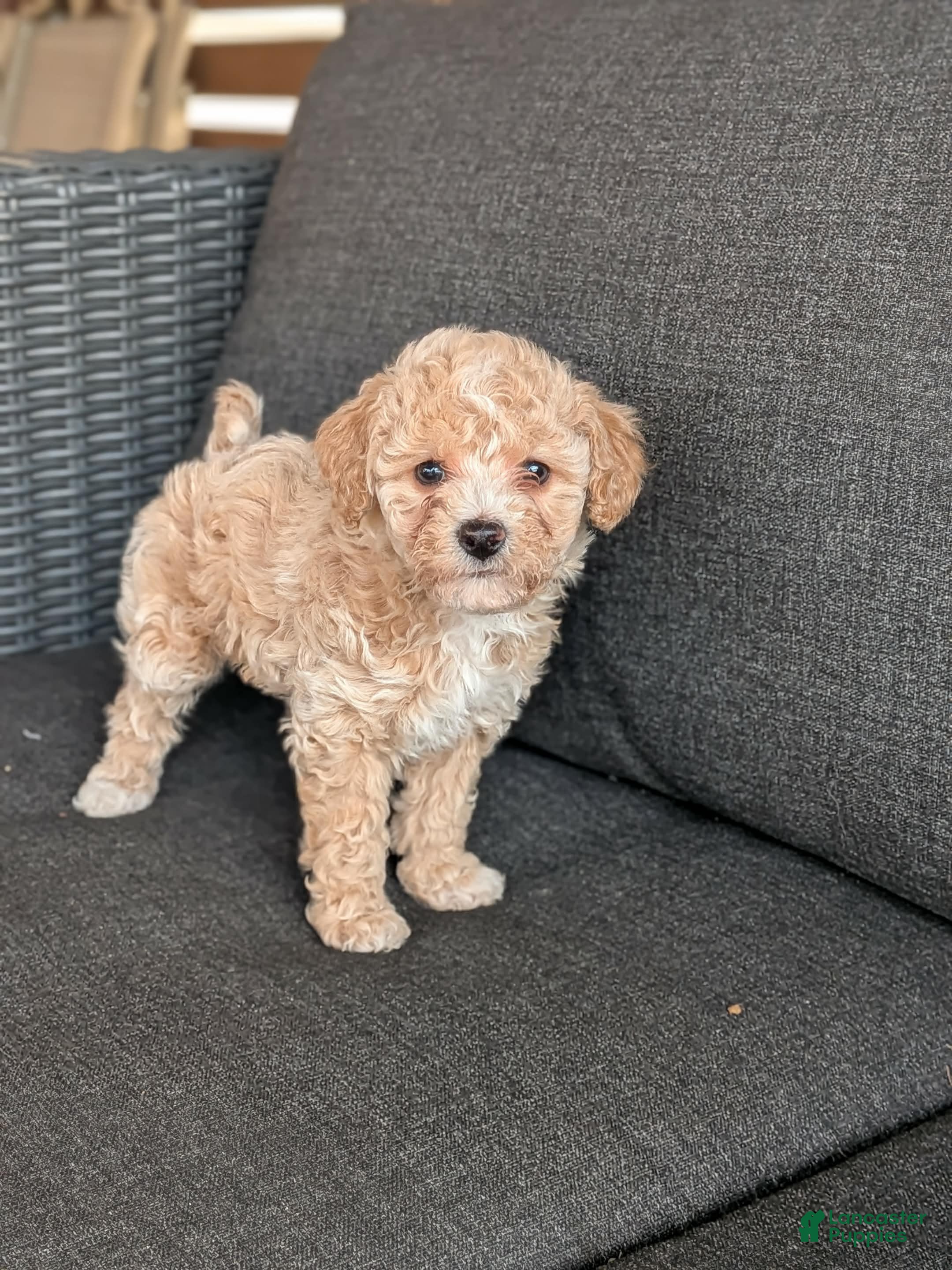 Bichpoo dogs Ruby - Ad 1