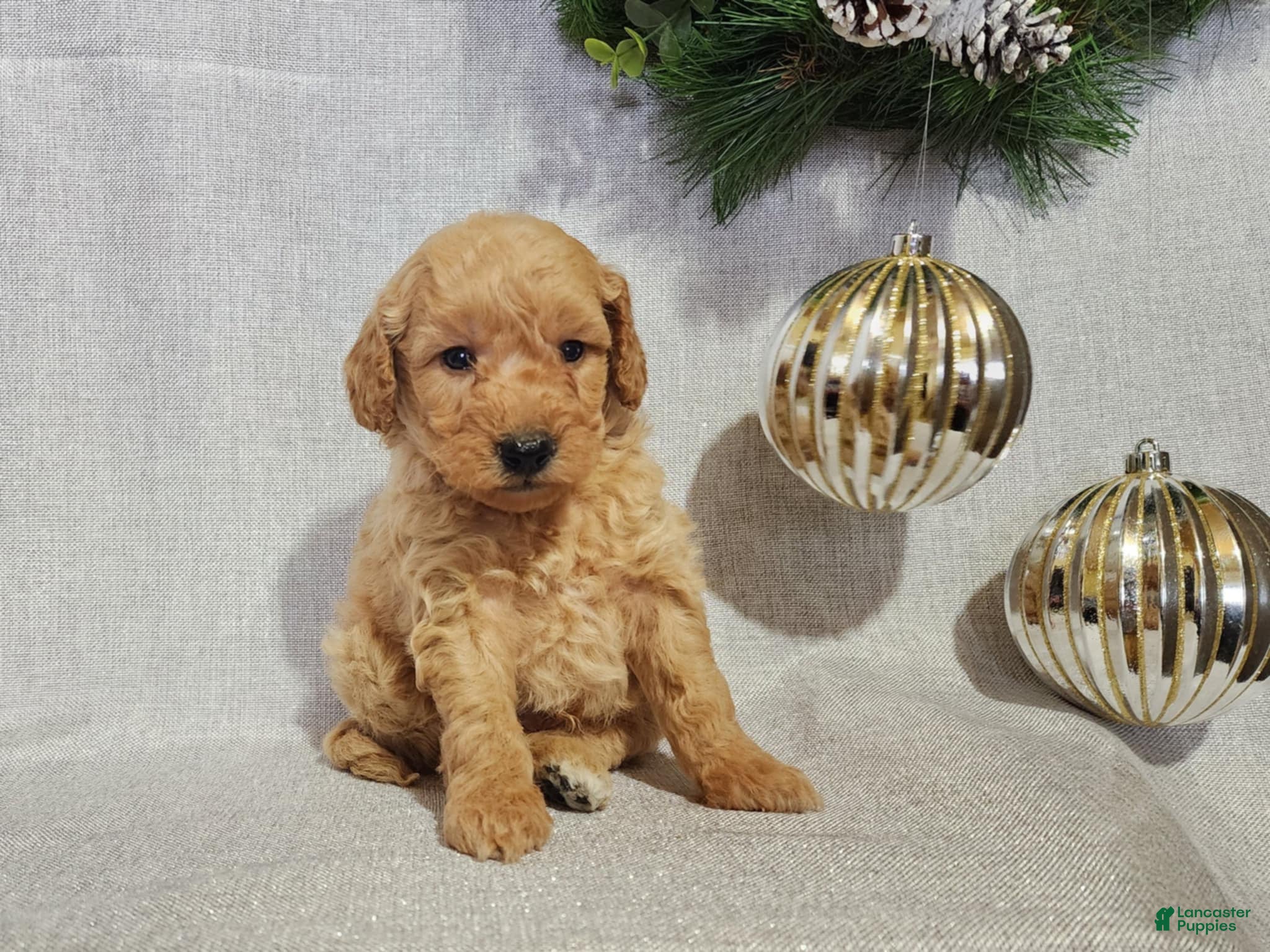 Mini Goldendoodle dogs Dover - Ad 25