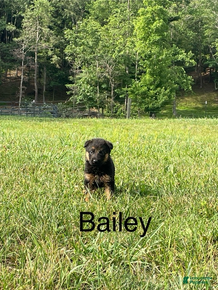German Shepherd dogs Bailey - Ad 1
