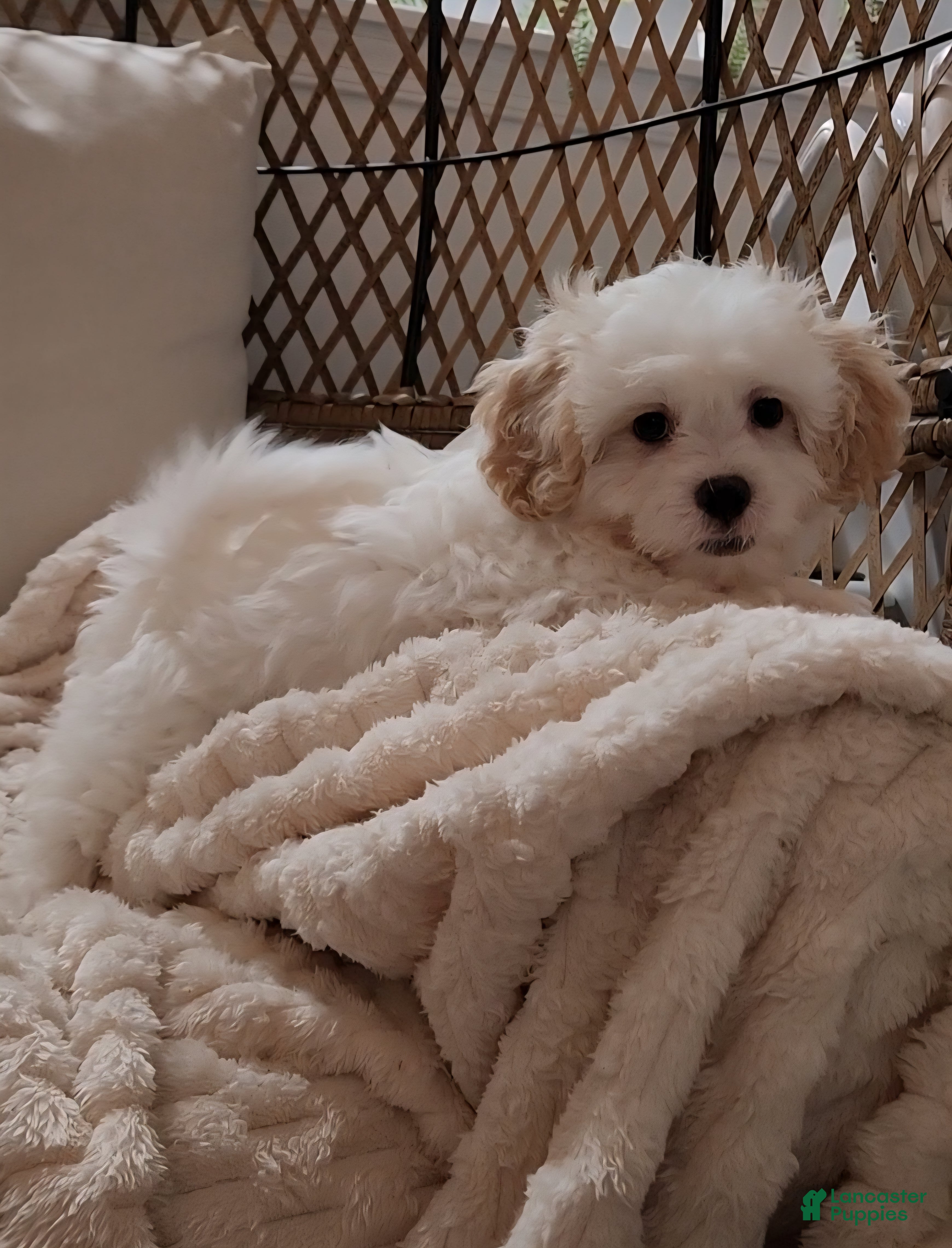 Shihpoo dogs for sale: Duke (Mr. Blue) - Ad 5