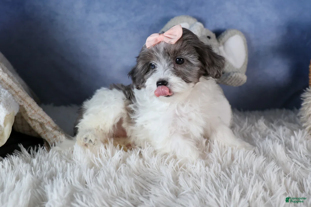 Havapoo dogs for sale: FIONA - Ad 8