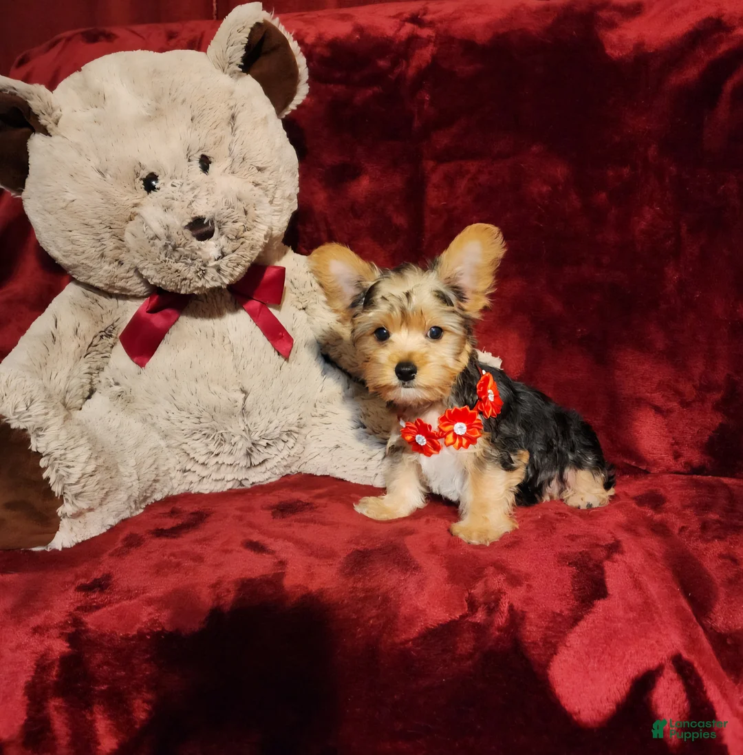 Yorkshire Terrier dogs for sale: *LOKI* - Ad 10