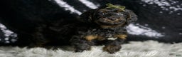 Yorkiepoo dogs for sale: Christian - Ad 3