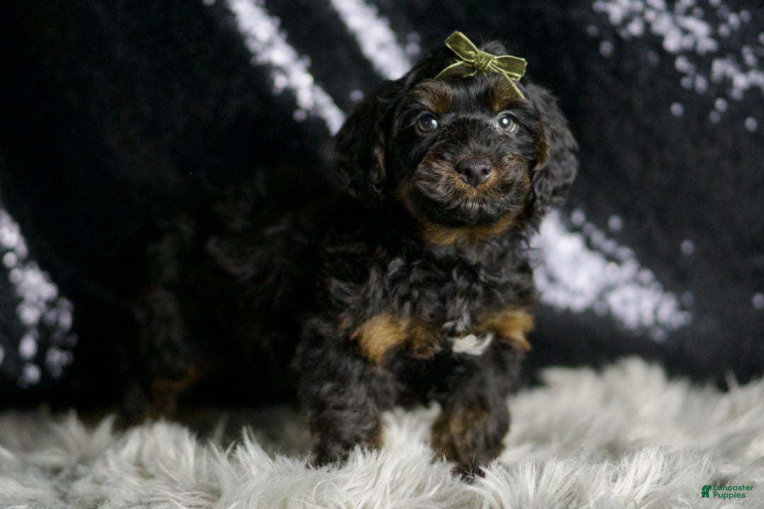 Yorkiepoo dogs for sale: Christian - Ad 3