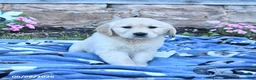 Golden Retriever dogs for sale: Blondie - Ad 2