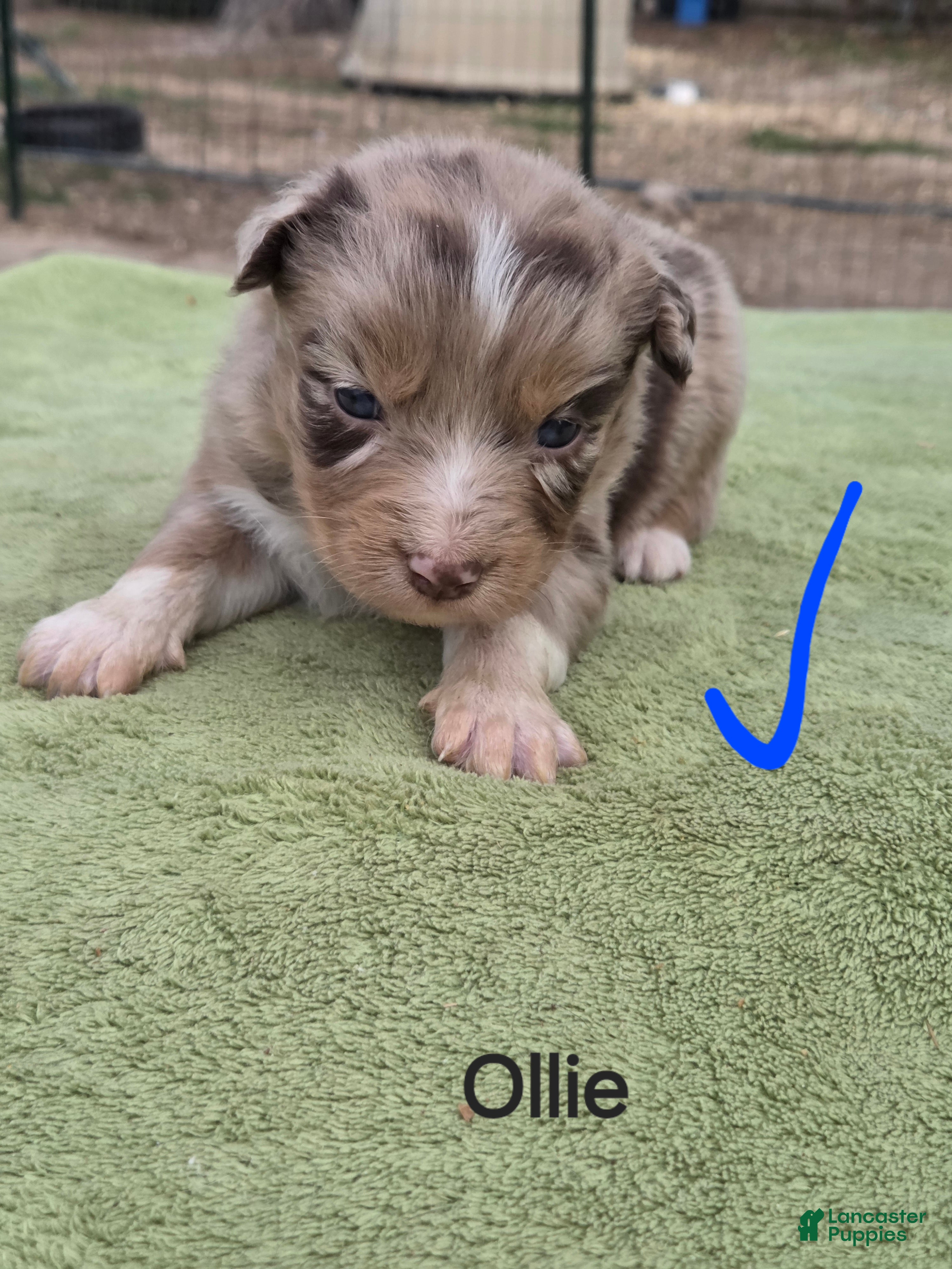 Australian Shepherd dogs Ollie - Ad 11