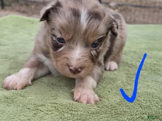 Australian Shepherd dogs Ollie - Ad 23