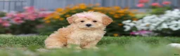 Maltipoo dogs for sale: Haven - Ad 6