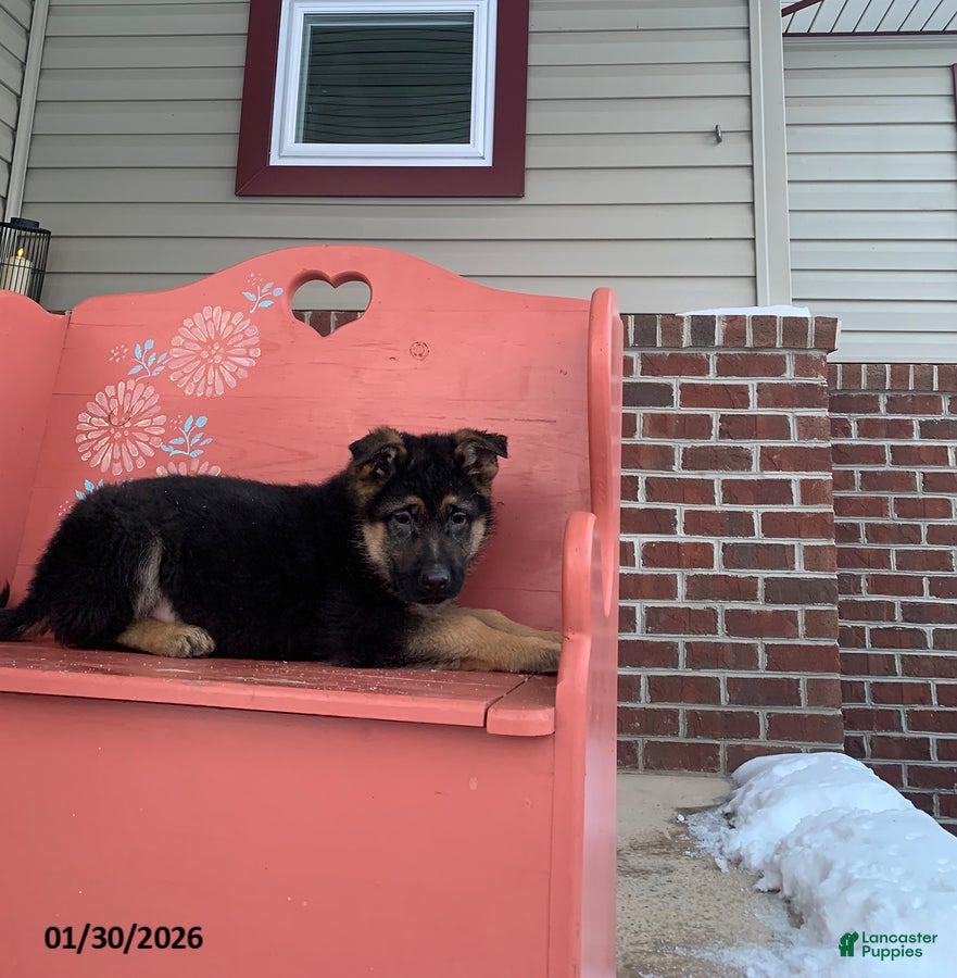 German Shepherd dogs Sonny - Ad 40