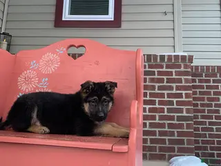 German Shepherd dogs Sonny - Ad 40