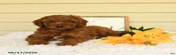 Mini Goldendoodle dogs for sale: Scamper - Ad 3