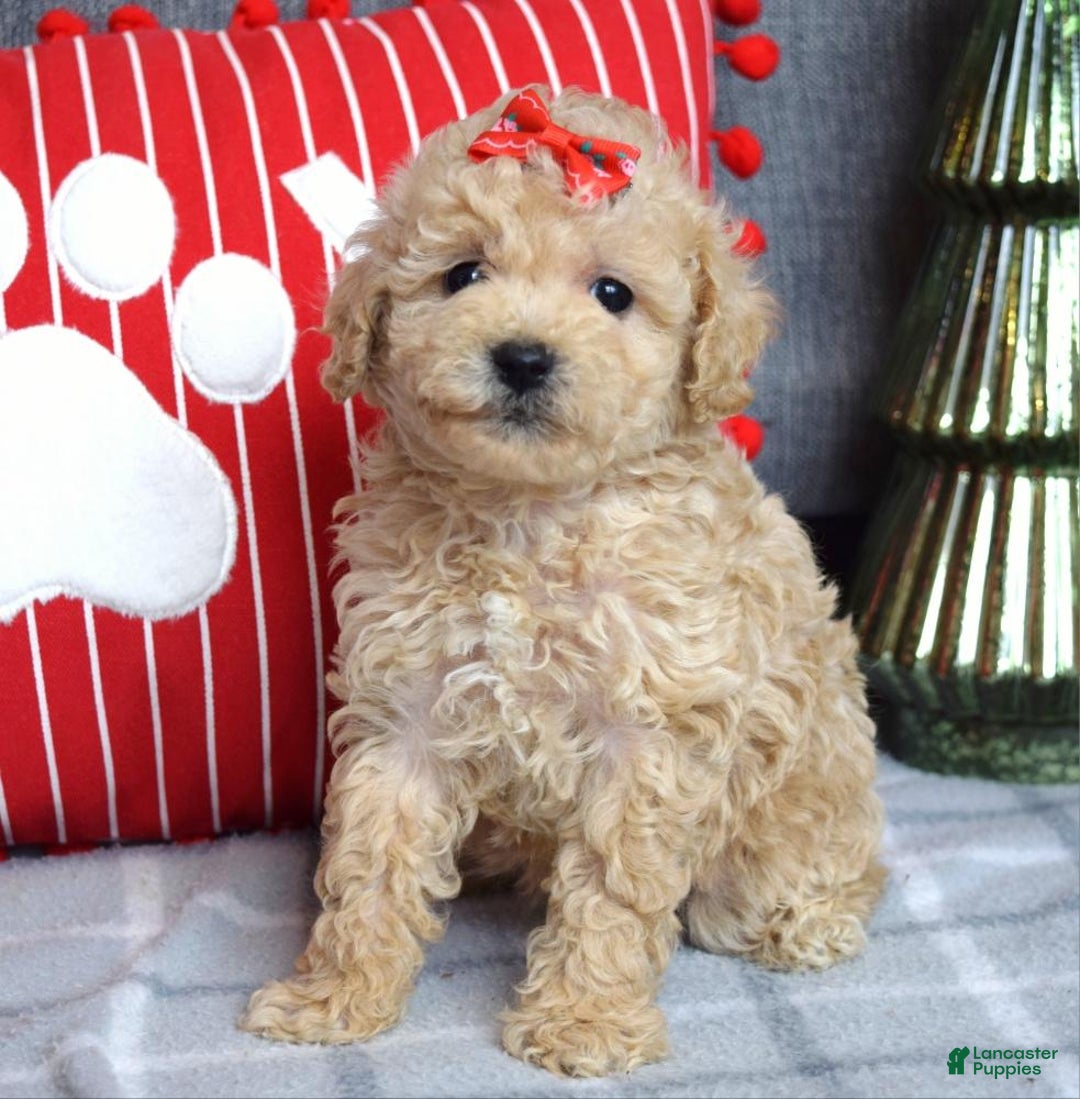Miniature Poodle dogs for sale: Snowflake  - Ad 8