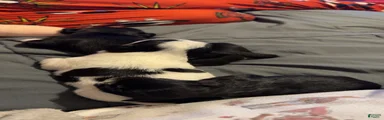 Shih Tzu 5