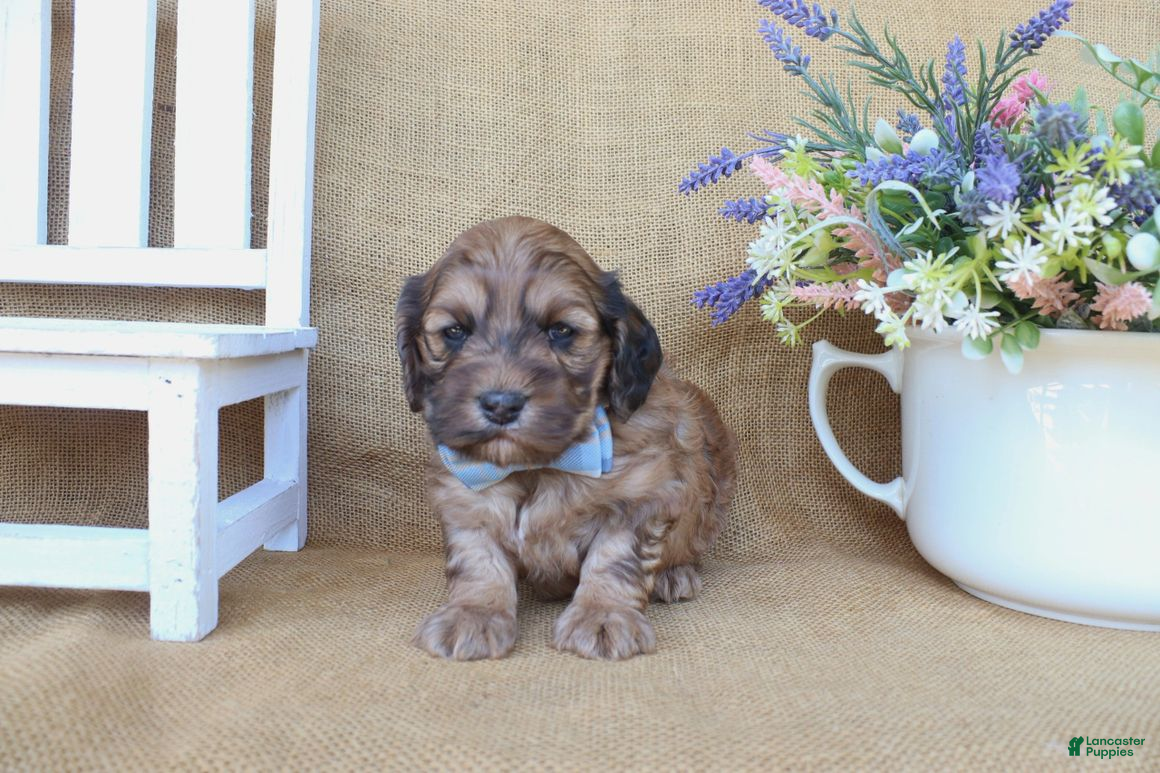 Cockapoo dogs Cole - Ad 2