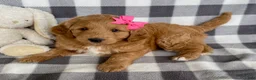 Mini Bernedoodle dogs for sale: Penny - Ad 3