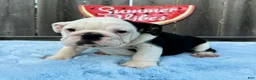 English Bulldog dogs for sale: Danna - Ad 8