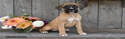 Boxer dogs for sale: Ashley - Ad 5