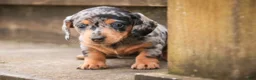 Miniature Dachshund dogs for sale: LuLu - Ad 4