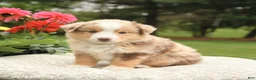 Miniature Australian Shepherd dogs for sale: Sherwin - Ad 3