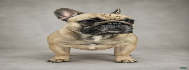 Toby 