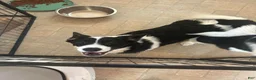 Mixed Breed dogs for sale: Bella - Ad 2