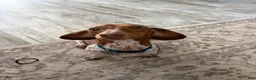Dachshund dogs for stud: Opie stud - Ad 2
