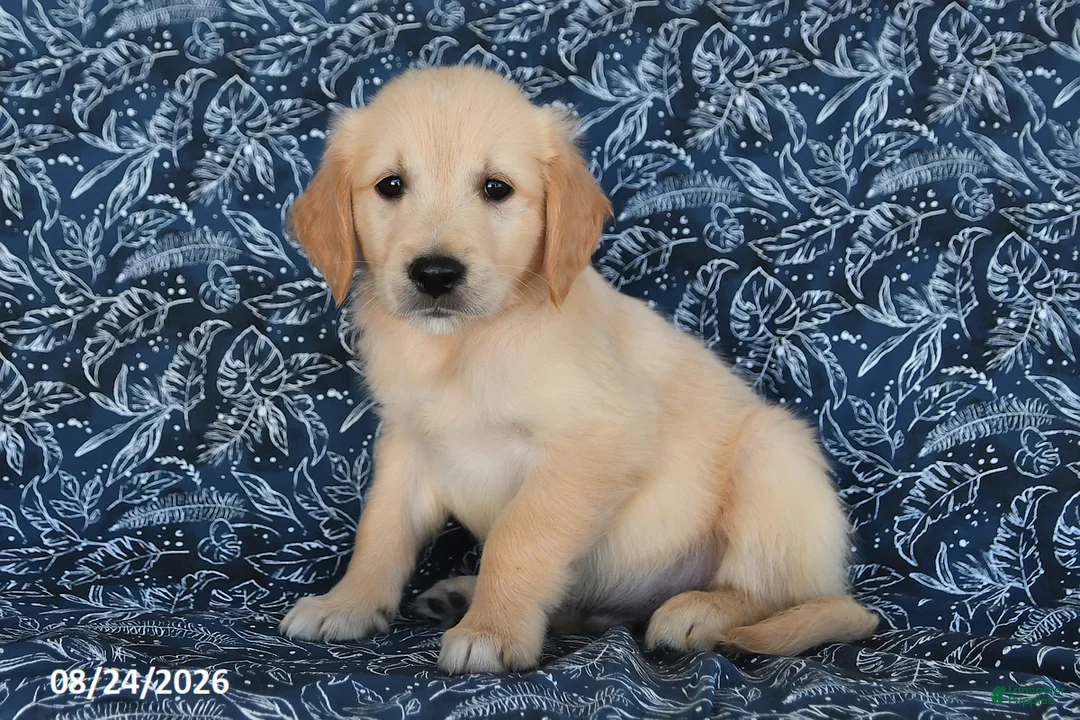 Golden Retriever dogs for sale: Vince - Ad 1
