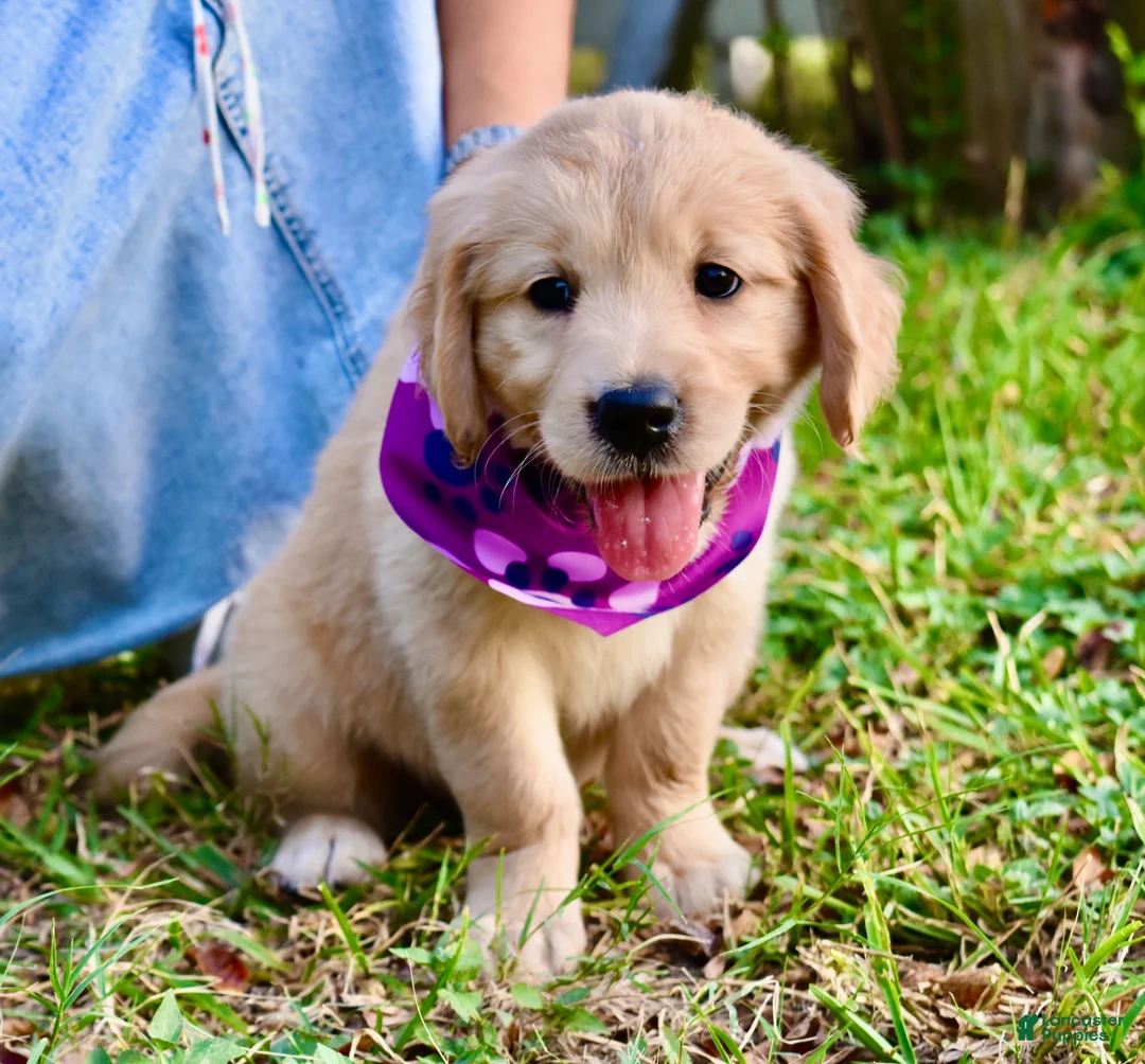 Golden Retriever dogs for sale: Purple Girl 1 - Ad 2