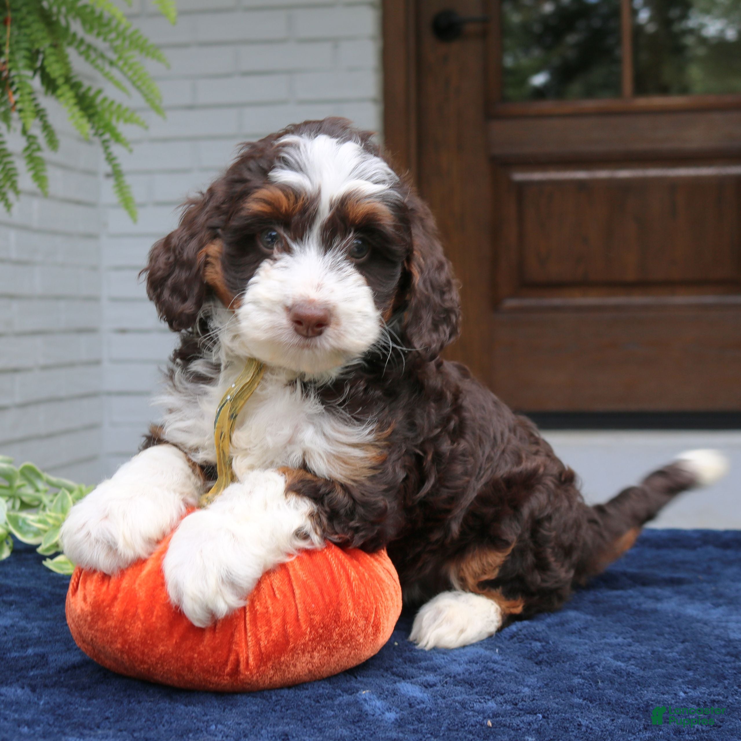 Mini Bernedoodle dogs Millie  - Ad 2