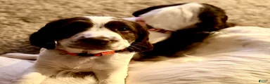 English Springer Spaniel Puppy 1